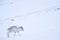 Svalbard wild Reindeer, Rangifer tarandus, with massive antlers in snow, Svalbard, Norway. Svalbard caribou, wildlife scene from