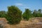 Svaneke, Bornholm / Denmark - July 29 2019: Nature just outside of the Village Svaneke in Bornholm