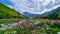 Svaneti - Bushes of Rosebay Willowherb blooming in the Greater Caucasus Mountain Range in Georgia.