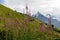 Svaneti - Bushes of Rosebay Willowherb blooming in high Caucasus mountains in Georgia. There are high, snowcapped peaks