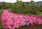 Svariated and colorful form of hydrangea in the park