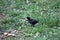 SvarthÃ¶na Ayam Cemani Kadaknath Black Chicken Baby Chick Alone In grass