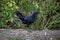 SvarthÃ¶na Black Rooster Ayam Cemani Cockerel Struts