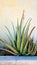SW Desert  Aloe Vera Succulent  Cactus Plant aloe gel native Vegatation