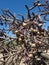 SW Desert Jumping Cholla Cactus Bush Mature Fruit Crop Blue Sky Scene plant Vegatation LandScape