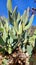 SW Desert  Prickly Pear Cactus  Group  Blue Sky Scene Nature Photography Edible Plant  Succulent Native Foliage Nature