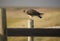 Swainson Hawk on Post