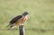 Swainson Hawk Prairie