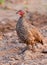 Swainson\'s Francolin