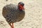 Swainson\'s Francolin in Addo National Park