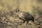 Swainson`s francolin, Francolinus swainsonii