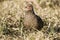 Swainson`s francolin in Kruger National Park