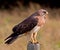 Swainson\'s Hawk