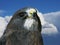 Swainson\'s Hawk