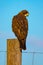 Swainson`s Hawk Against Blue Sky