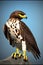 Swainson’s Hawk Animal. Illustration Artist Rendering