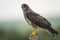 Swainson\'s Hawk (Buteo swainsoni)