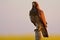 Swainson\'s Hawk perched
