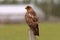 Swainson\'s Hawk perched