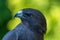 Swainson\'s Hawk Profile