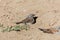 Swainson`s sparrow Passer swainsonii taking a sand bath.