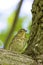 Swainson`s Thrush  707060