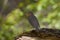 Swainson\\\'s Thrush bird in forest