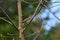 Swainson\\\'s Thrush bird in forest