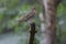 Swainson`s Thrush Catharus ustulatus