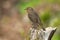 Swainson's Thrush - Catharus ustulatus