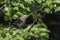 Swainson`s Thrush in a Chokecherry Tree