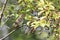 Swainson`s Thrush in a Chokecherry Tree