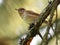 Swainson\'s Thrush in the Forest