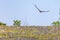 Swainsons Hawk in flight across a field of wildflowers