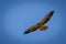 Swainsons Hawk in flight isolated closeup