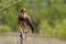 Swainsons Hawk resting on a barbed wire fence post