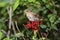 Swainsons Thrush