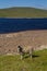 Swaledale ewe at Cow Green Reservoir, Teesdale