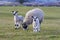 Swaledale ewe with twin lambs