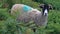 A Swaledale Sheep