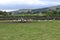 Swaledale Sheep in Field, Hardraw, Hawes, North Yorkshire, England, UK