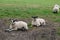 Swaledale Sheep in Field, Sedbusk, Hawes, North Yorkshire, England, UK