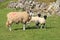 Swaledale Sheep In The Fields Around Muker