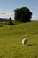 Swaledale sheep in grassy landscape