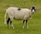 Swaledale Sheep grazing in Yorkshire Dales UK