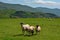Swaledale Sheep and Lambs, Castlerigg, Lake District, Cumbria, UK