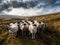 Swaledale sheep on open moorland with a mountain behind
