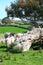 Swaledale sheep by a Rowan tree. Sorbus aucuparia