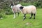 Swaledale Sheep, Yorkshire Dales, UK