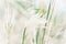 Swallen fingergrass or finger grass in blur background